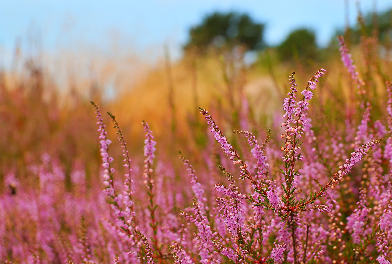 Vitaliteit en Leefstijlcoaching